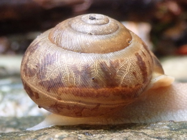 snail Linville Gorge