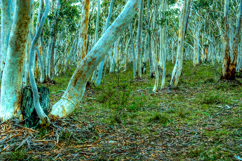 trees light tree landscape forrest australian australia hdr ghostgum