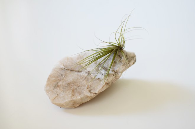 air plants and rocks
