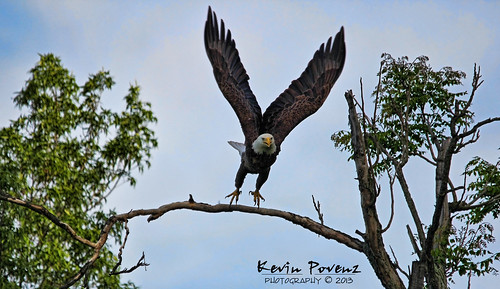 bird wings kevin eagle flight baldeagle may perch powerful takeoff 2013 povenz