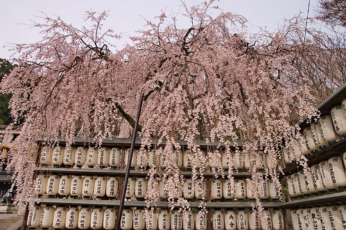 【写真】2013 桜 : 大石神社/2021-10-05/IMGP9012