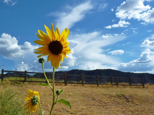 summer flower yellow newcastle landscape colorado sunny bluesky sunflower