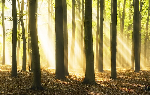 morning trees light wallpaper holland green nature netherlands sunshine forest real spring ray natural magic silhouettes beam trunks magical sunray beeches sunsrise bobvandenberg zino2009