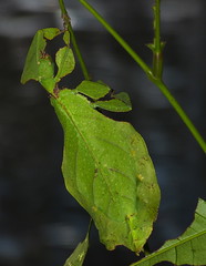 Giant Leaf Insect (Phyllium giganteum)