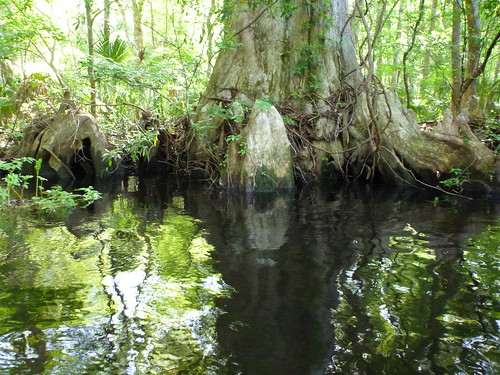 Old Growth Cypress Tree off of Slave Canal