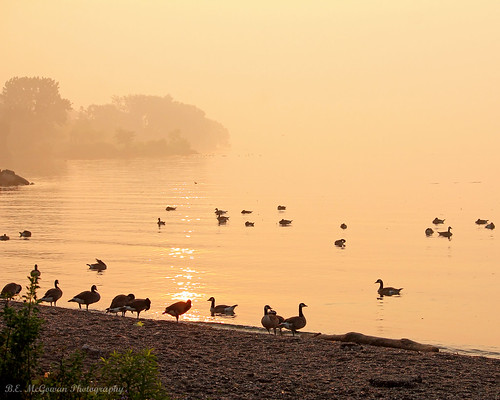 morning mist toronto ontario canada colour beach misty fog sunrise geese shore lakeontario
