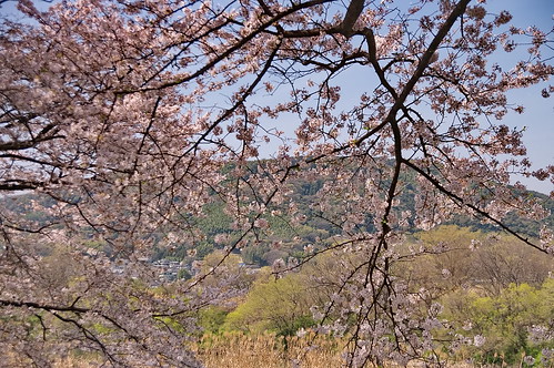 【写真】2013 桜 : 背割堤/2020-03-23/IMGP9684