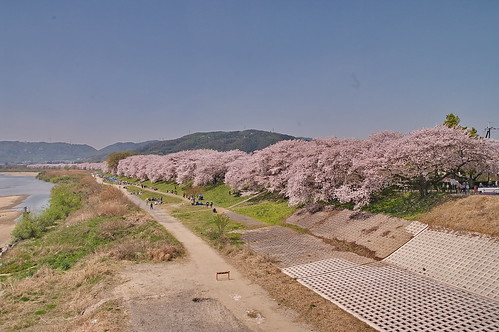 【写真】2013 桜 : 背割堤/2020-03-23/IMGP9654