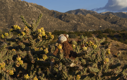 cactus newmexico monkey desert albuquerque