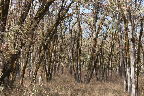 oregon river hiking roseburg north bank deer habitat preserve wilbur blm umpqua glide sutherlin wsweekly57