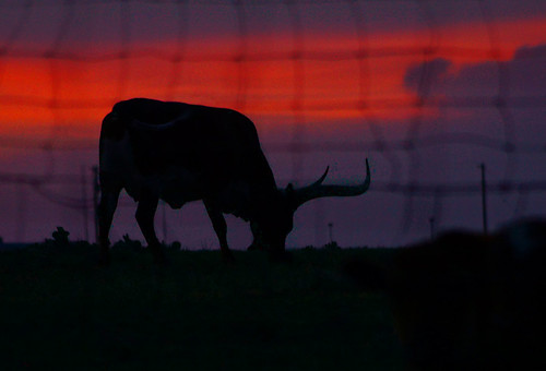 sunset oklahoma animal silhouette landscape cow