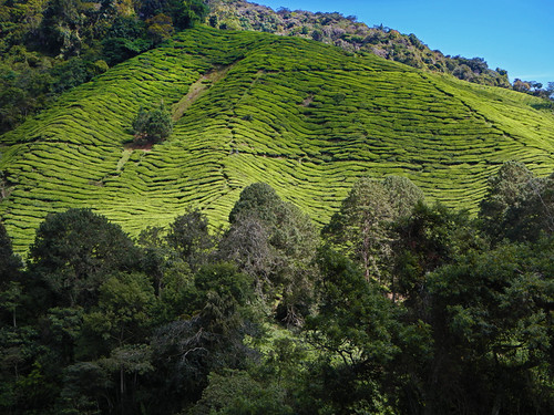 Cameron Highlands Tea Plantation