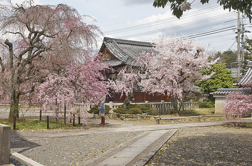 【写真】2014 桜 : 上品蓮台寺/2021-02-27/IMGP5633