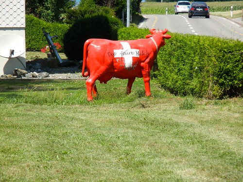 Schweizer Kuh