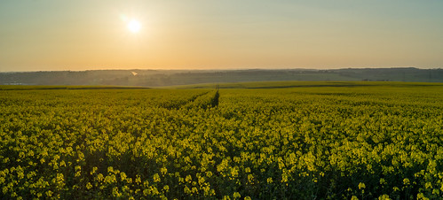sunset sunshine glow sunburst rapeseed rapefield field portsdownhill fareham hampshire sony alpha a58
