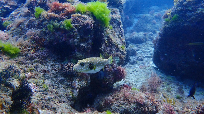 小琉球綠蠵龜潛水 PADI 潛水證照 