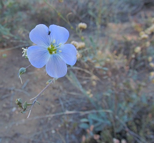 california blue unitedstates mountlaguna linaceae linumlewisii 5petals wildflax sunsettrail