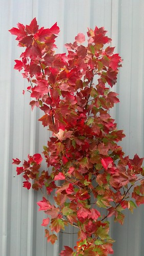 fall red foliage