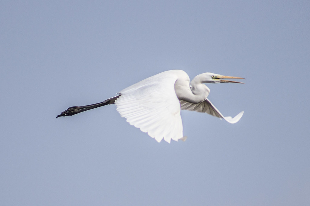 Snowy Egret's Flight