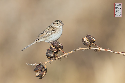 arizona bird nature birds unitedstates wildlife bisbee avian wildbirds brewerssparrow selman
