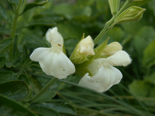 Salvia microphylla alba
