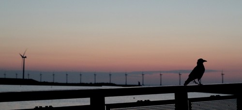 morning sunlight bird sunrise canon copenhagen twilight good windmills crow sunup amager 600d