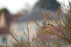 Faucon crécerelle (3) - Falco tinnunculus - Photo of Avril-sur-Loire