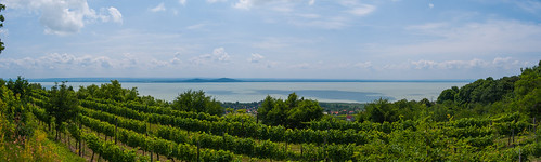 panorama hungary grapes balaton grapevine badacsony badacsonytomaj
