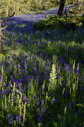 blue montana mountainside wildflower delphinium fraseraspeciosa pediculariscontorta delphiniumbicolor