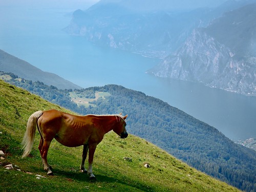italy horse lake mountains italia view meadow valley lonely slope trentino lagodigarda montestivo 52260mm