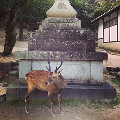 Deer on Miyajima Island