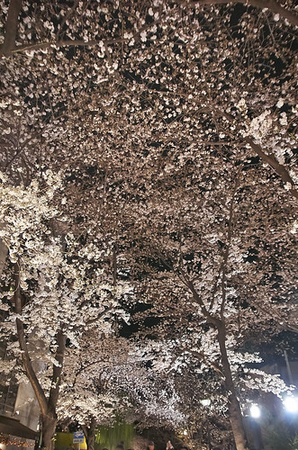 【写真】2014 桜 : 祇園白川/2021-07-02/IMGP5594