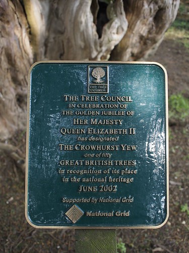 yew, tree, Crowhurst, Surrey, travel,