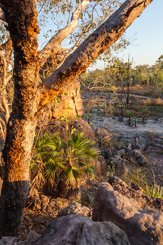 trees outcrop nature sunrise dawn nationalpark rocks australia outback kakadu northernterritory