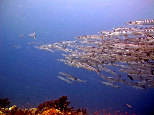 school of barracuda swimming against the current