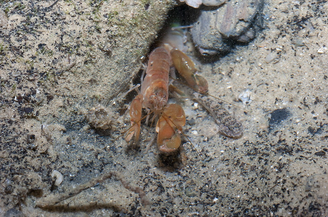 Brown shore goby (Drombus triangularis) with two Smooth snapping shrimps (Alpheus sp.)