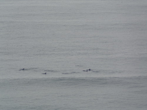 southafrica durban scenery sea ocean dolphin dolphins marine marinemammals bottlenosedolphin blinkagain africa south
