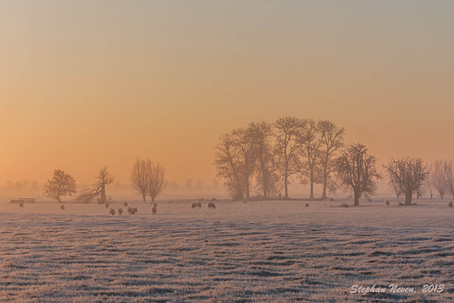 winter mist tree netherlands field fog sunrise frost sheep nederland meadow boom weiland oudewater schapen zonsopkomst