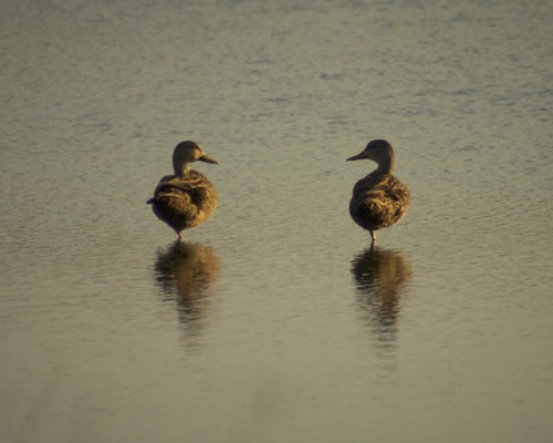 sunset lake ducks balance