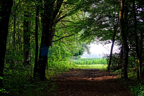 green field forest corn path