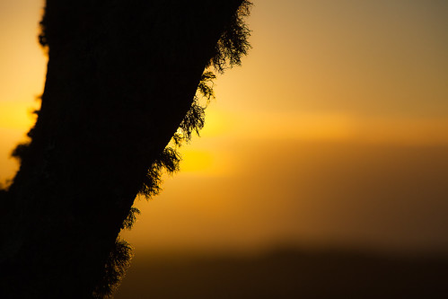 park abstract silhouette sunrise moss branch national qld lamington