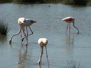 128 flamingo’s