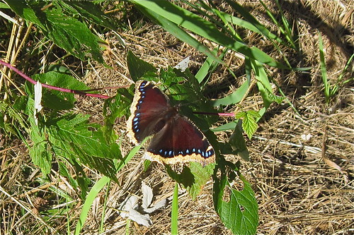 nature minnesota butterfly outdoors mourningcloak