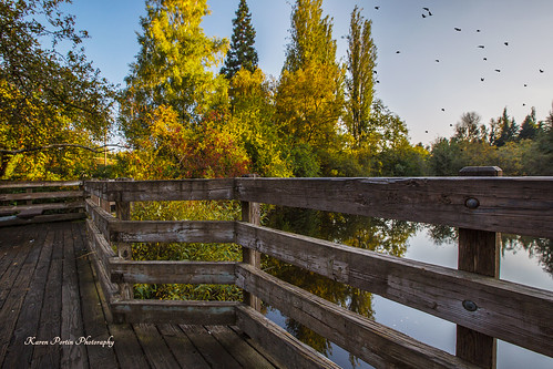 trees pond viewingplatform twinpondspark shorelinewa birdbrush