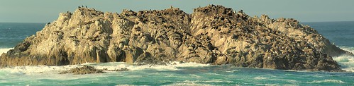 california sea rock lions seals sealions sealionrock pacificgrovepacificocean joelach