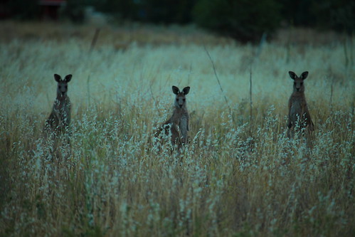wildlife australia kangaroo