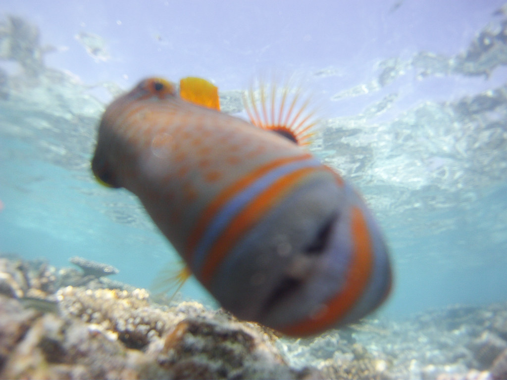 Curious fish, close-up with the GoPro