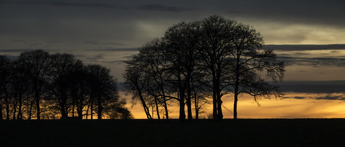 stockbridge hampshire landscape sunset twilight trees treescape copse sonyrx10