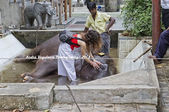 Giving the elephant a massage / Gangaramaya Temple / Colombo / Sri Lanka