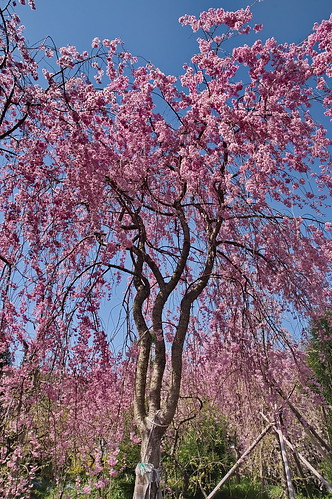 【写真】2013 桜 : 原谷苑（２）/2021-02-05/IMGP9971